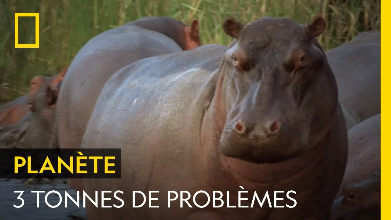 Documentaire L’hippopotame, un pachyderme source de nombreux problèmes en Colombie