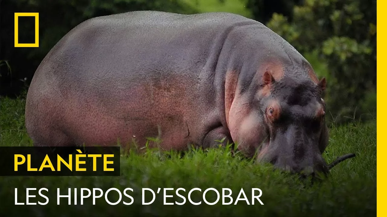 Documentaire L’incroyable évasion d’un hippopotame d’Escobar en 2006