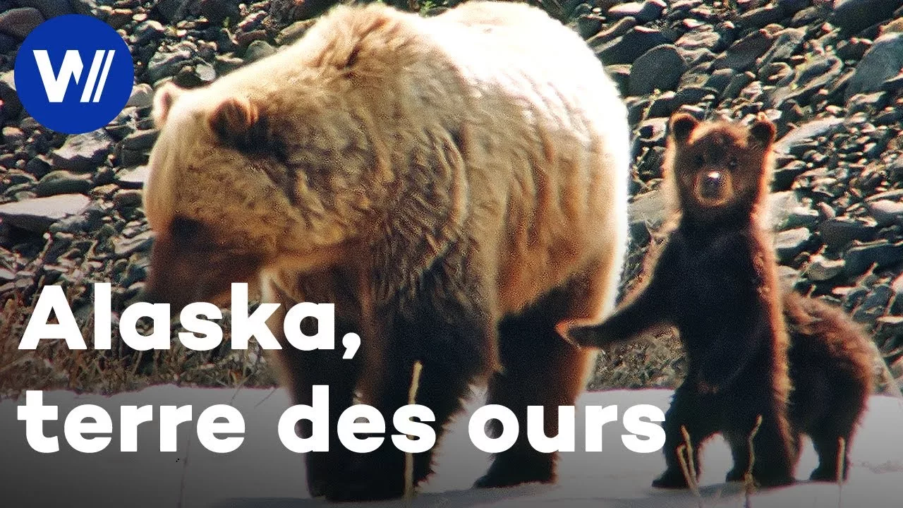 Documentaire Maman ourse et ses oursons : Chasse au saumon avec les ours Kodiak et jeux avec les Grizzlies