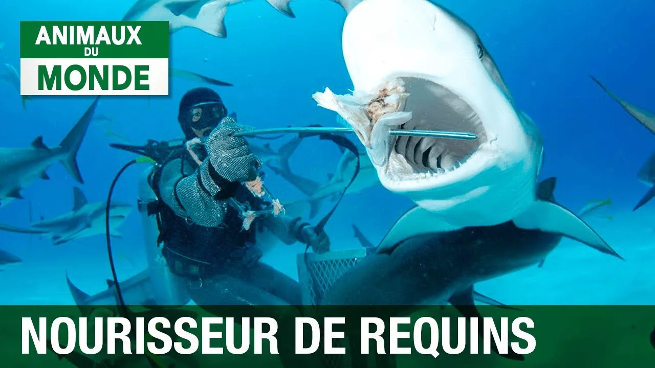 Documentaire Nourrisseur de requins, une passion dangereuse