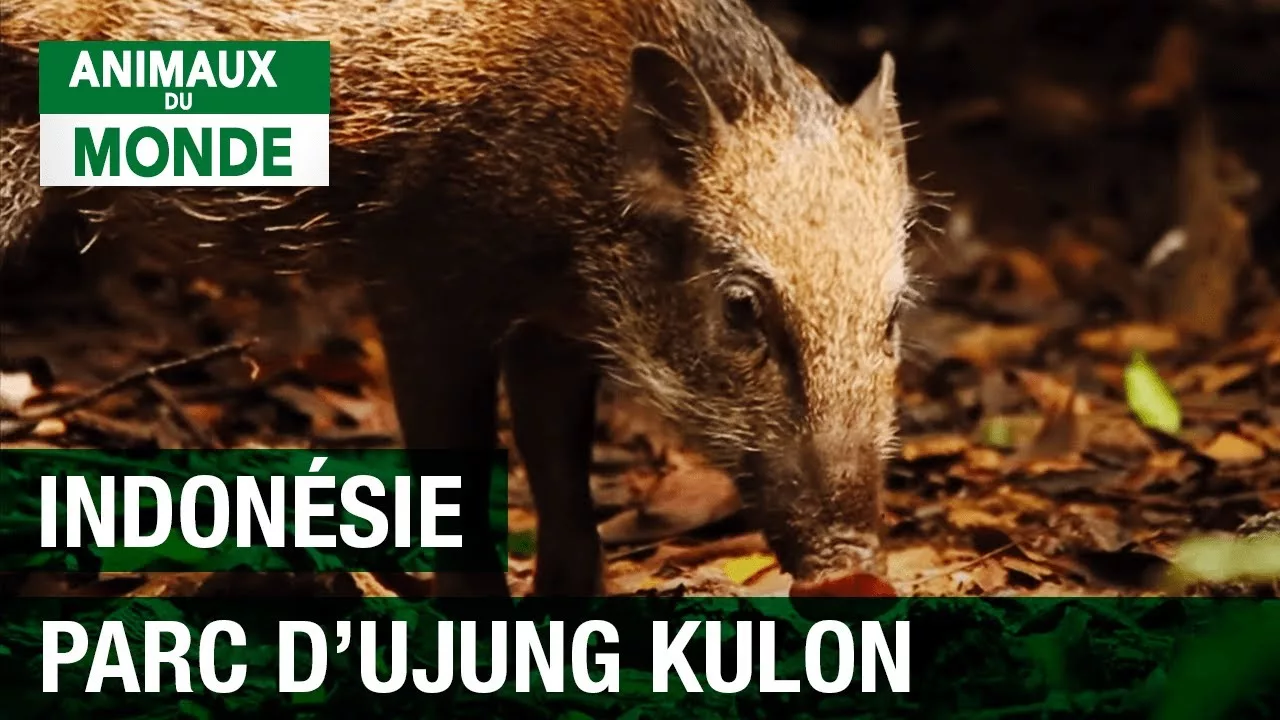Documentaire Parc national d’Ujung Kulon en Indonésie