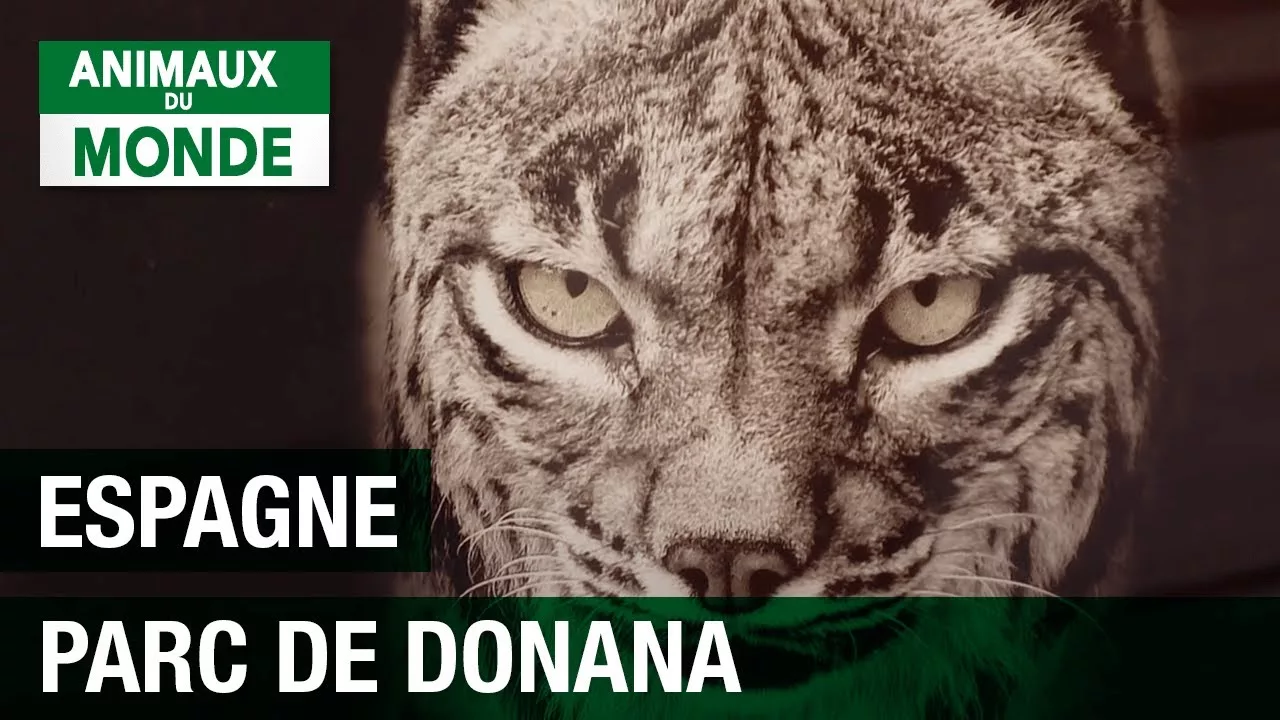 Documentaire Parc national de Donana