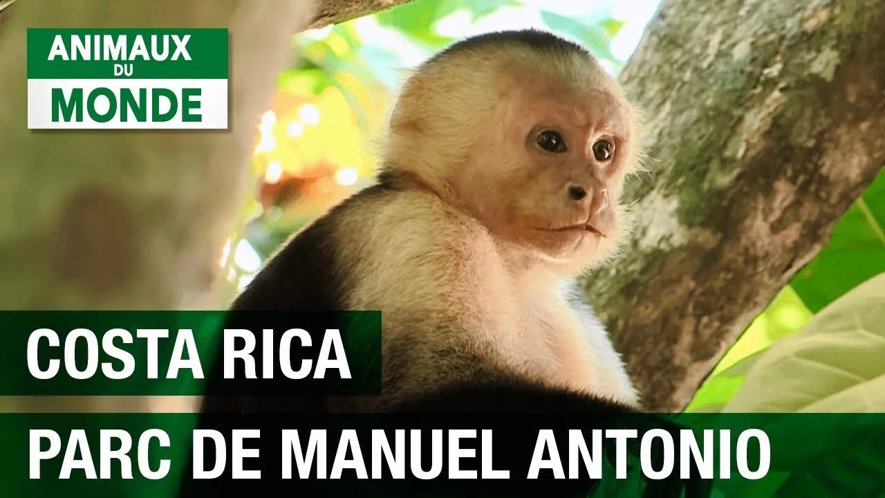 Documentaire Parc national de Manuel Antonio au Costa Rica