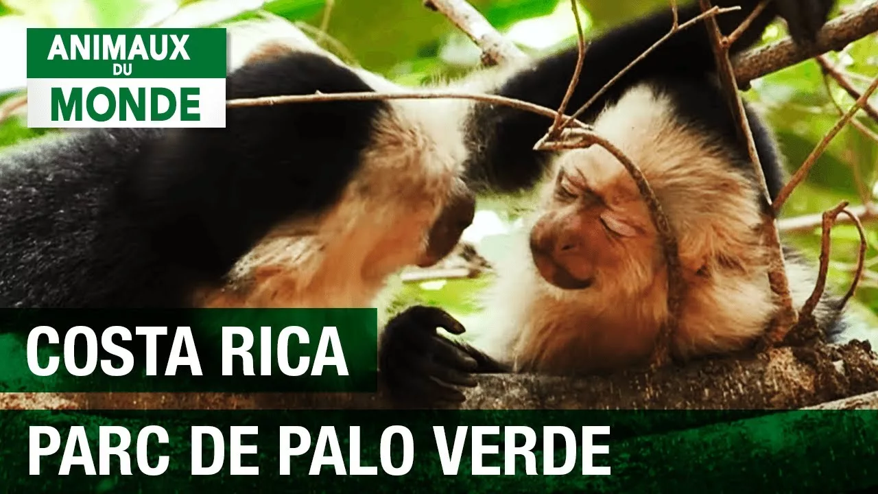 Documentaire Parc national de Palo Verde – Costa Rica
