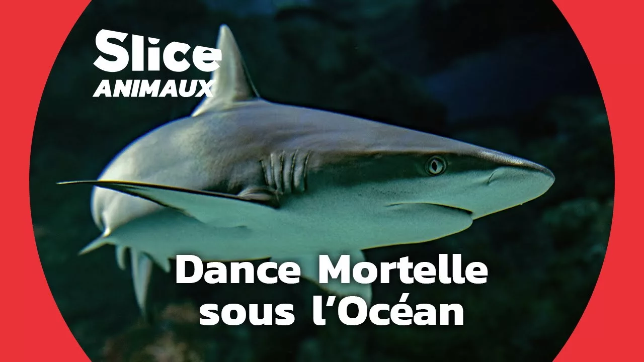 Documentaire Requins : stratégie et chasse en haute mer
