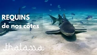 Documentaire Requins de nos côtes