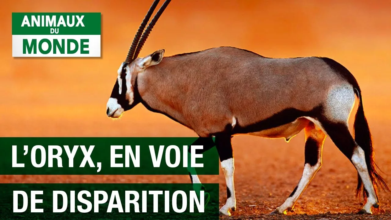 Documentaire Sauvé de l’extinction, l’Oryx d’Arabie de nouveau en voie de disparition