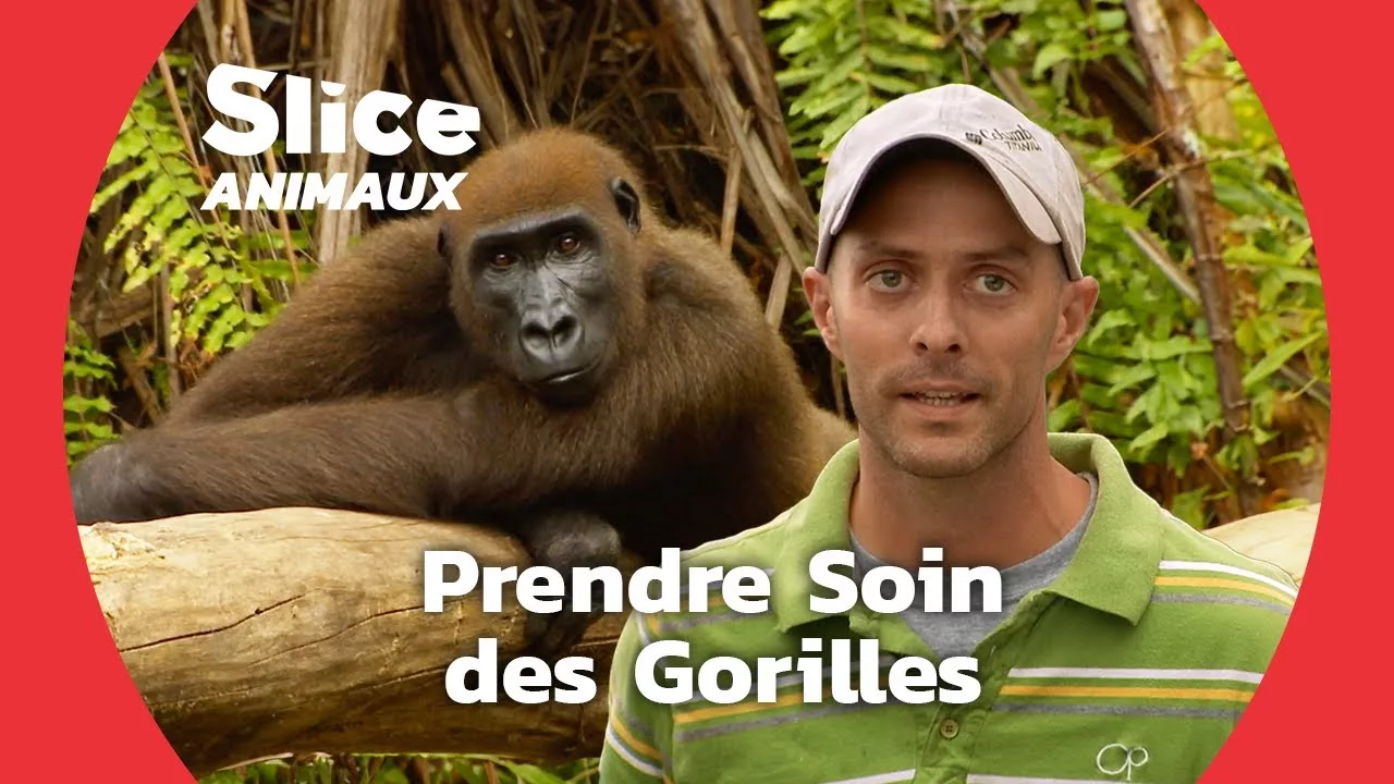 Documentaire Un sanctuaire pour les gorilles victimes de raconnage