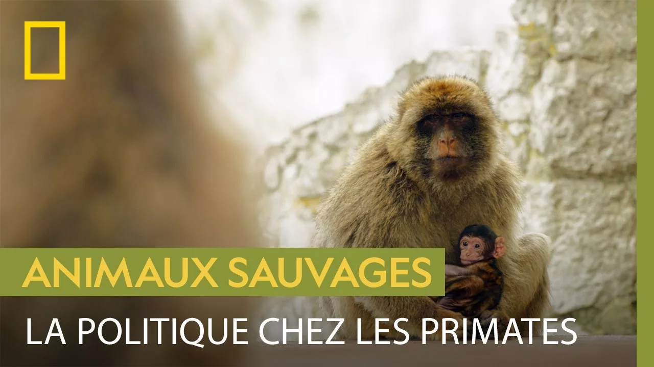 Documentaire Un babouin kidnappe le petit d’une femelle pour l’offrir au mâle dominant