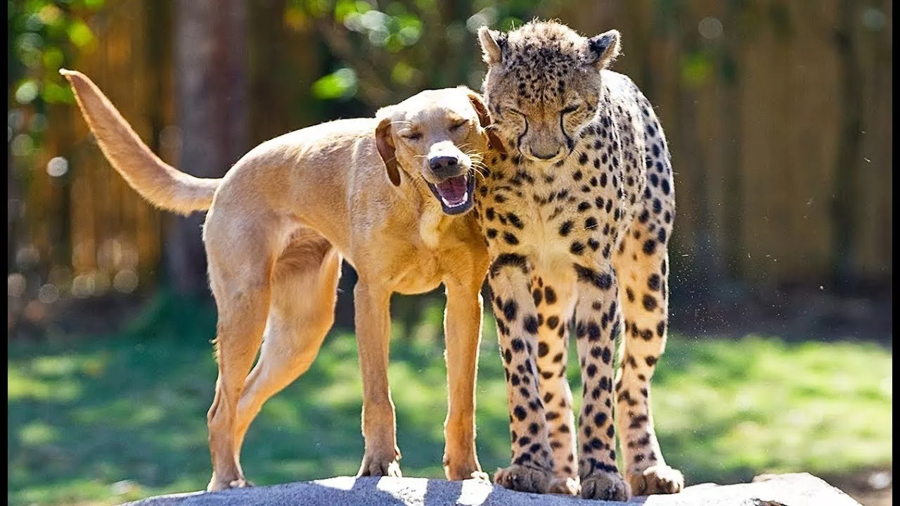 Documentaire Un guépard ami avec un chien !