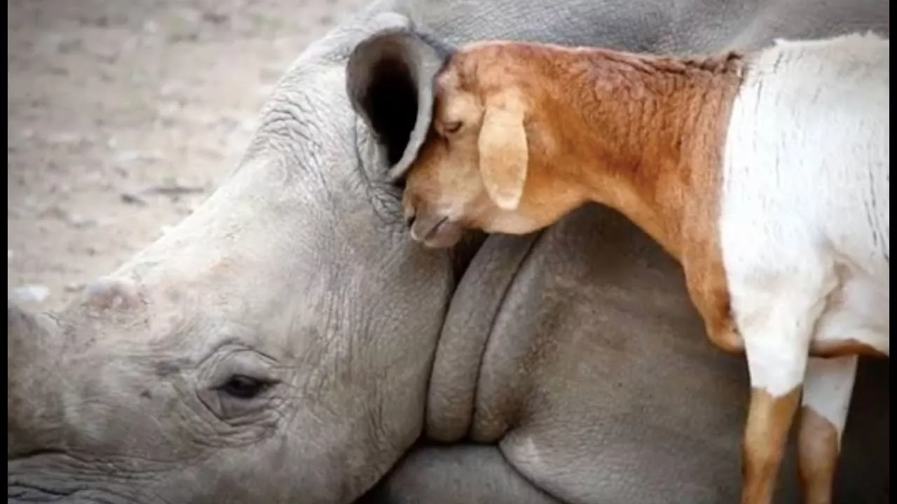 Documentaire Un rhinocéros ami avec un mouton