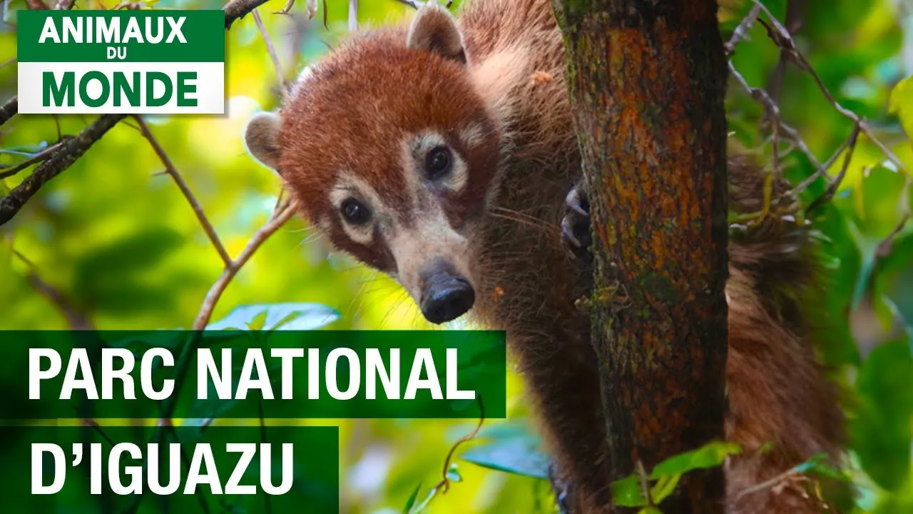 Documentaire Un sanctuaire sauvage exceptionnel – Parc national d’Iguazu