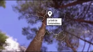 Documentaire Une balade en forêt de Fontainebleau