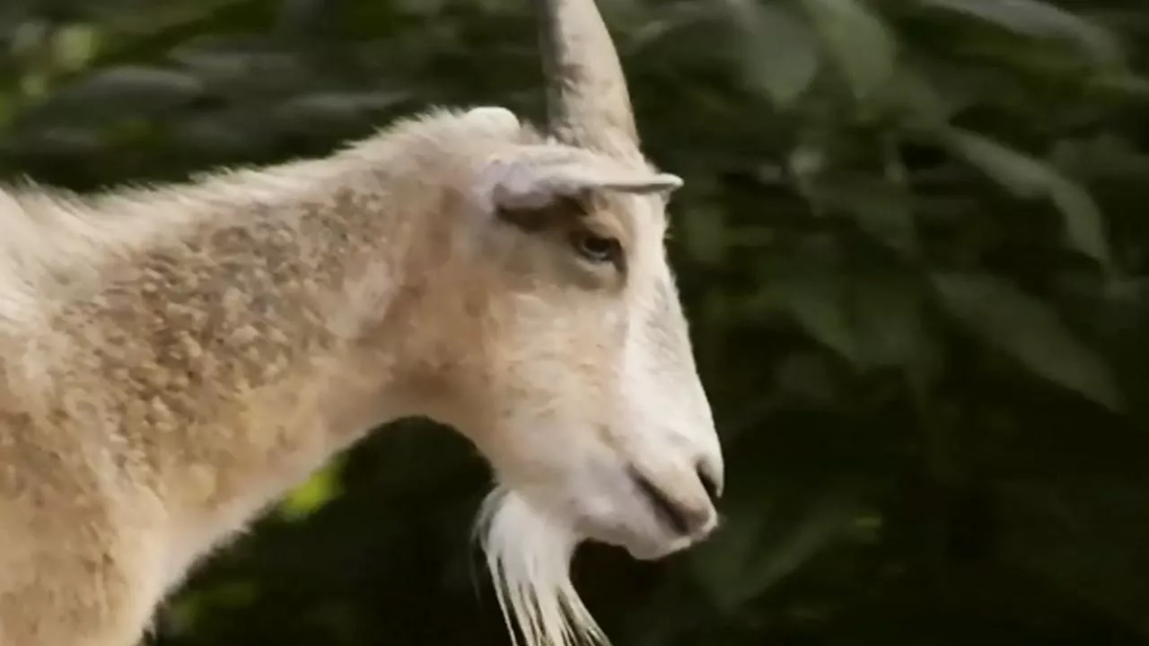 Documentaire Une chèvre sert de guide à un cheval aveugle