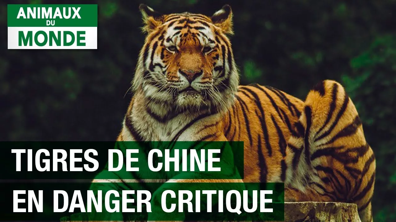 Documentaire Une espèce menacée de disparaître – Tigre de Chine
