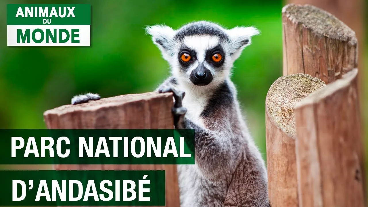 Documentaire Une forêt unique au monde – Parc national d’Andasibe (Madagascar)