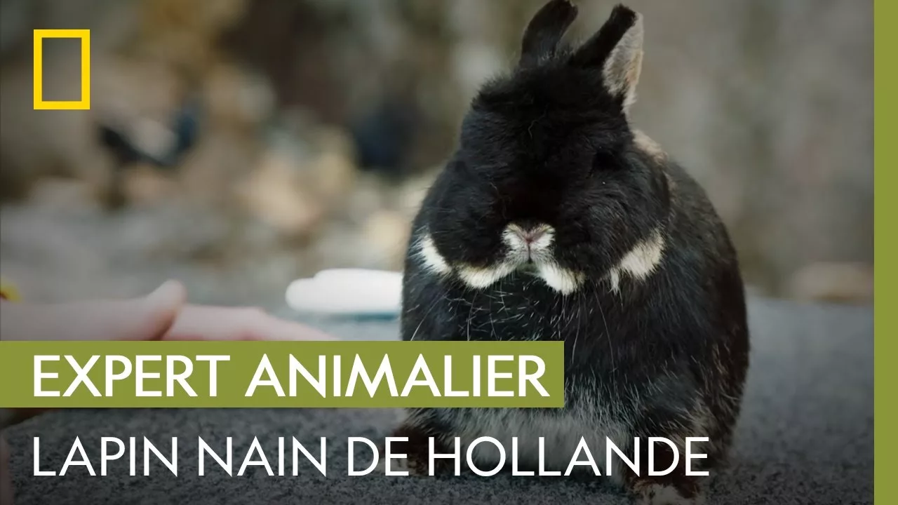 Documentaire Une lapine naine de Hollande au poil très soyeux