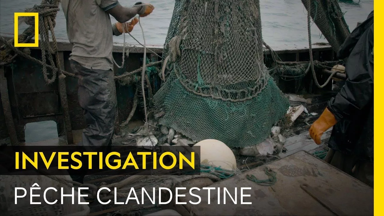 Documentaire Voilà comment les pêcheurs clandestins échappent à la justice