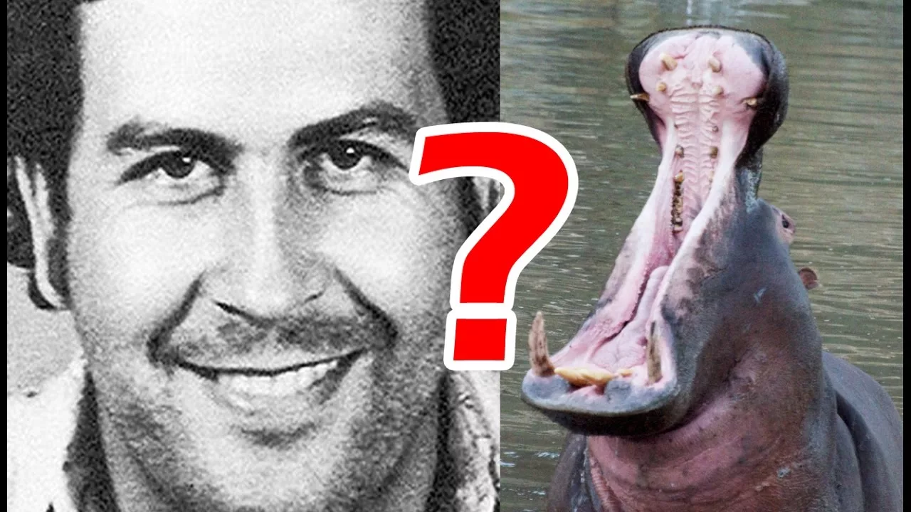 Documentaire WTF : Pablo Escobar et ses hippos