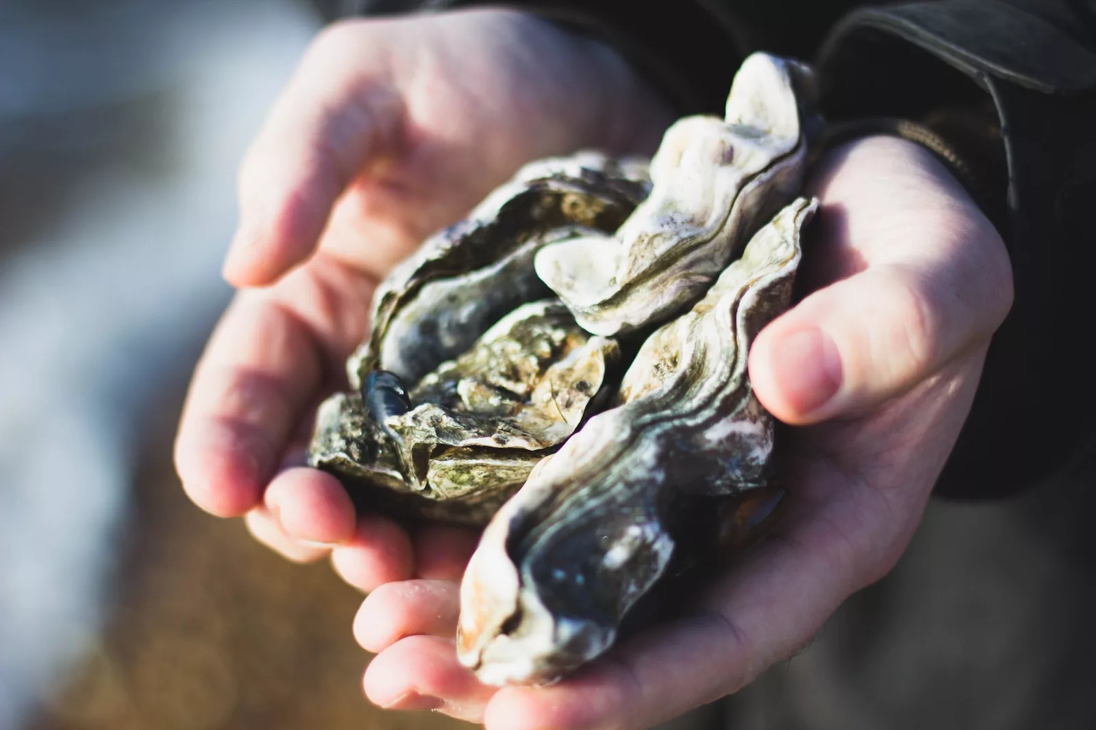 Documentaire Les huîtres : un trésor de la mer et de la gastronomie