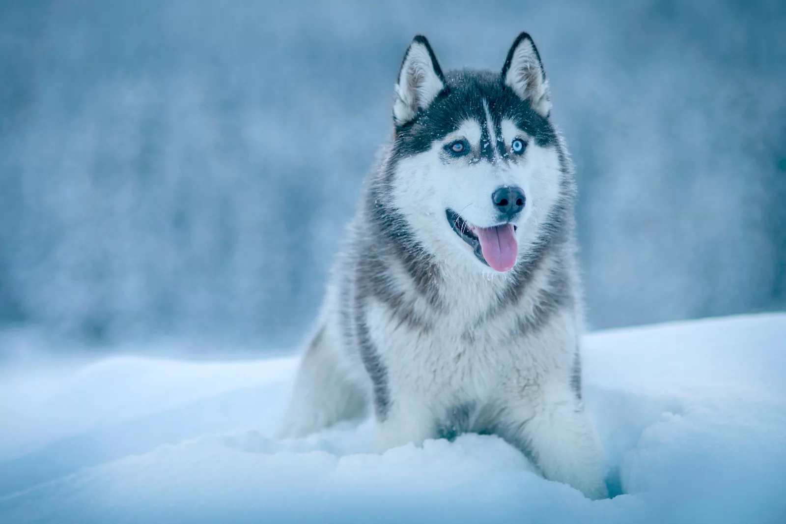 Documentaire Plongez dans l’univers du chien Husky