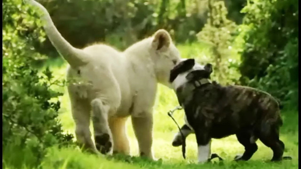 Documentaire Belle amitié entre lion et chien