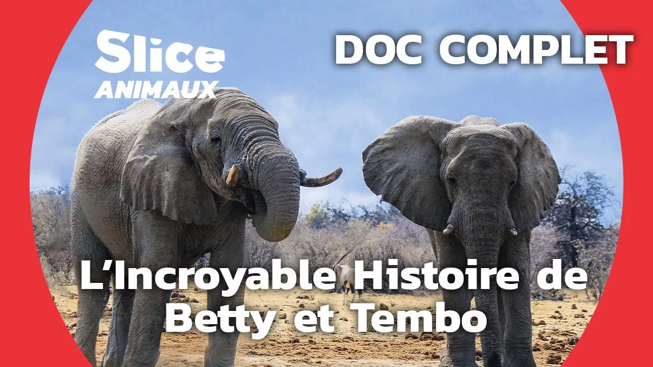 Documentaire Des éléphants pas commes les autres