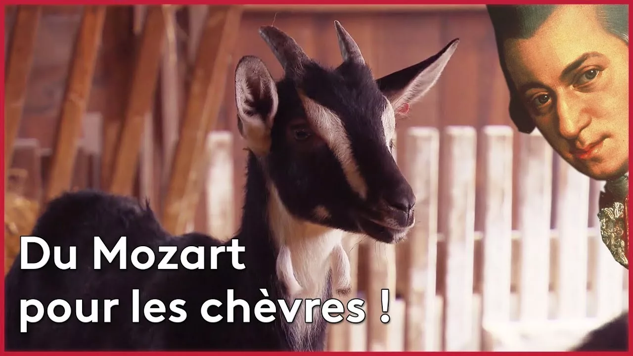 Documentaire Des chèvres mélomanes !