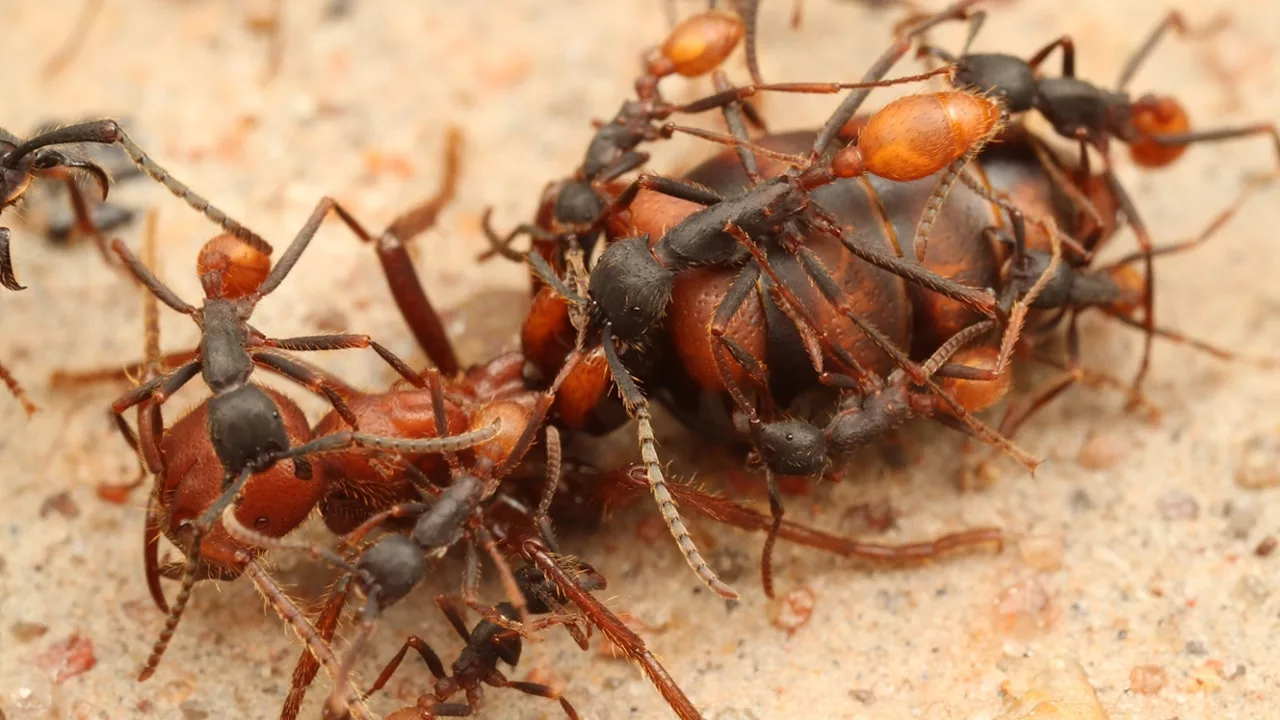 Documentaire Des fourmis décapitent leur reine