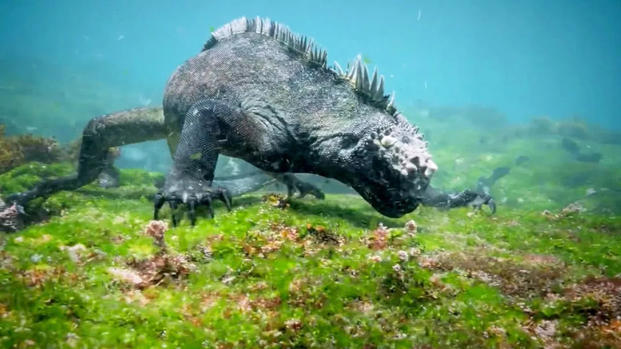Documentaire Des iguanes nagent sous l’eau !