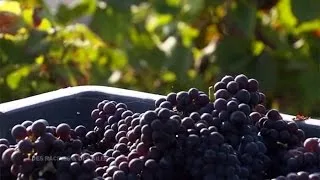 Documentaire Du raisin au vin : la méthode champenoise