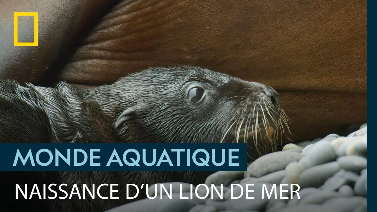 Documentaire En images, la mise-bas d’une lionne de mer