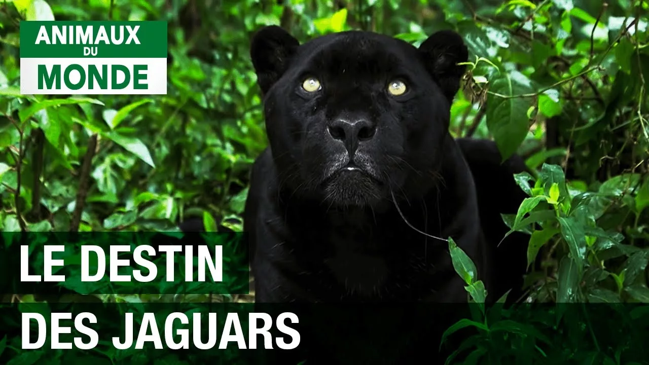 Documentaire Jaguar: le destin d’une espèce menacée