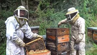 Documentaire La bataille du miel