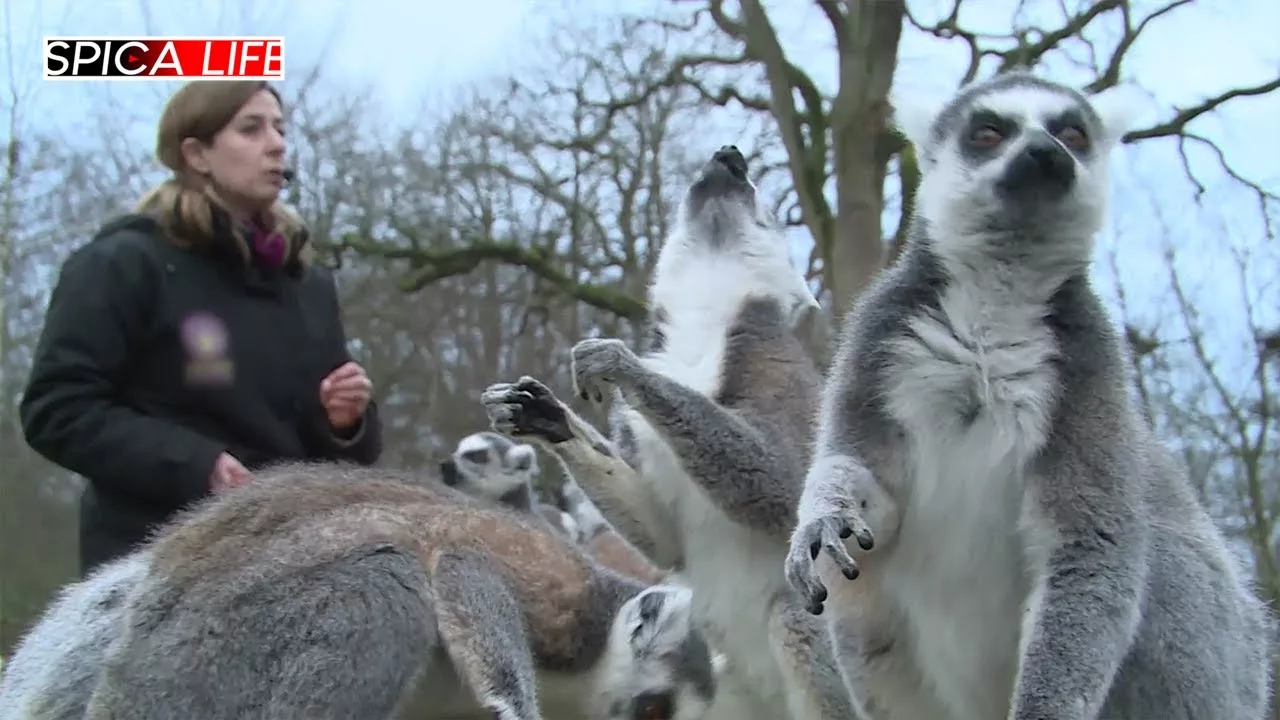 Documentaire La magie du zoo de Thoiry : une expérience incontournable