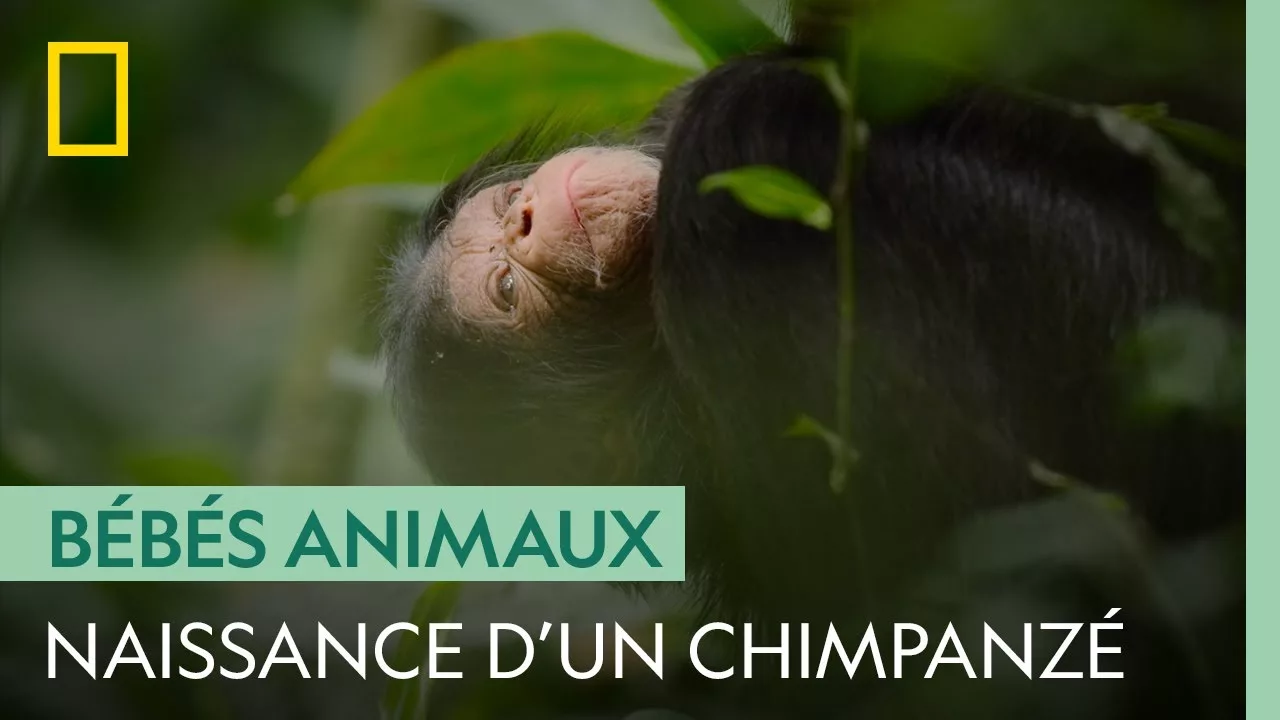 Documentaire La naissance du petit chimpanzé est proche !