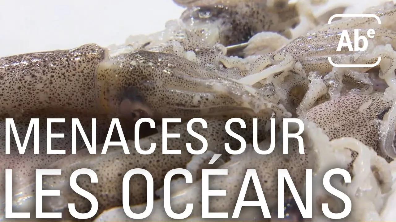 Documentaire La pêche illégale et la surpêche menacent les océans