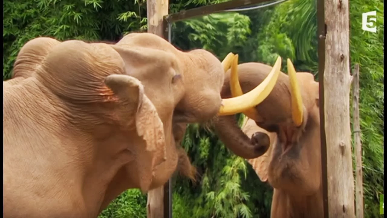 Documentaire La preuve de l’intelligence des éléphants