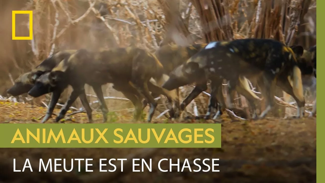 Documentaire La redoutable endurance des chiens sauvages