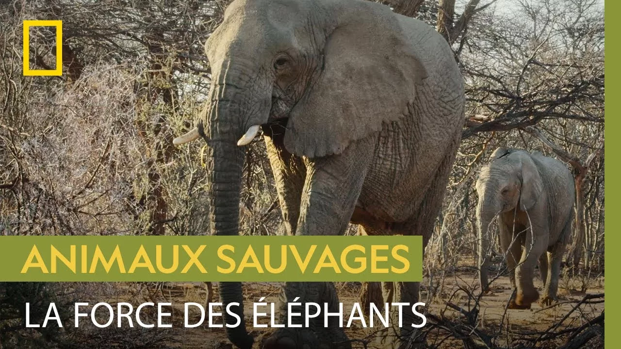 Documentaire La résilience des éléphants qui font face à la sécheresse