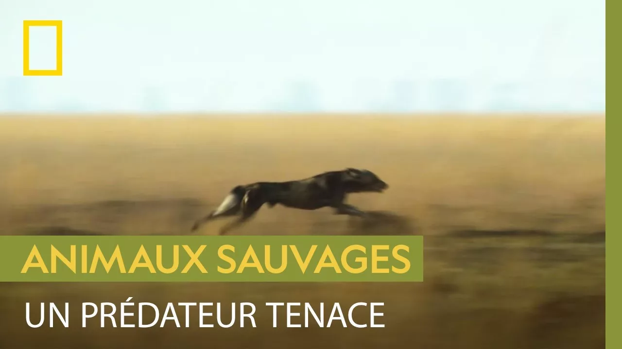Documentaire Le chien sauvage : un corps fait pour courir