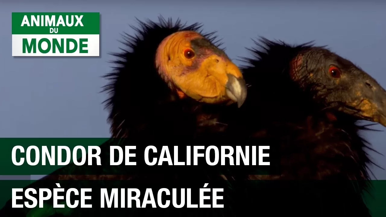Documentaire Le condor de Californie, une espèce miraculée
