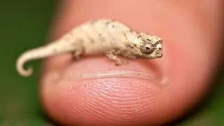 Documentaire Le plus petit caméléon du monde