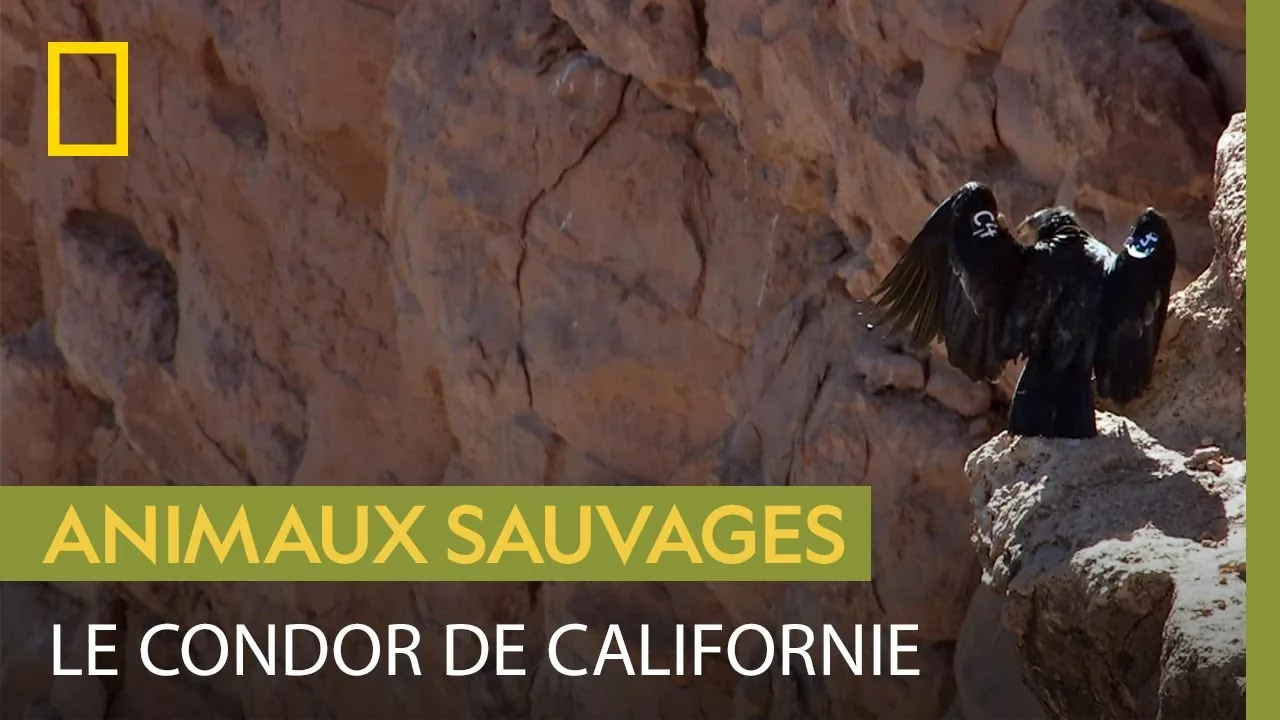 Documentaire Le rarissime condor de Californie, emblématique du Grand Canyon