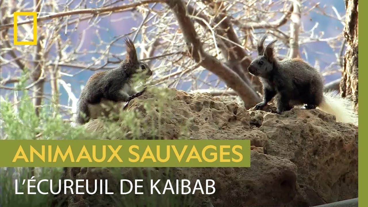 Documentaire L’écureuil de Kaibab, un rongeur si particulier