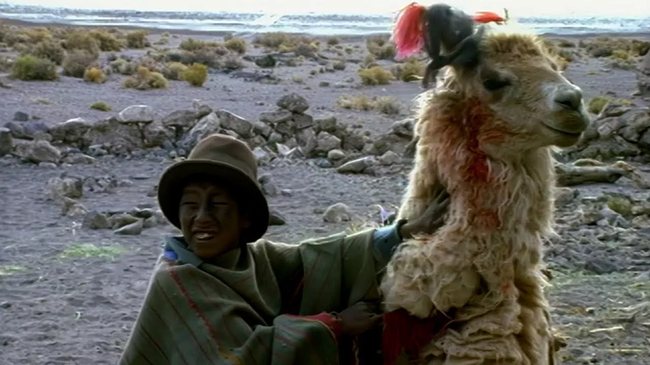 Documentaire L’enfant au lama blanc face au désert de sel