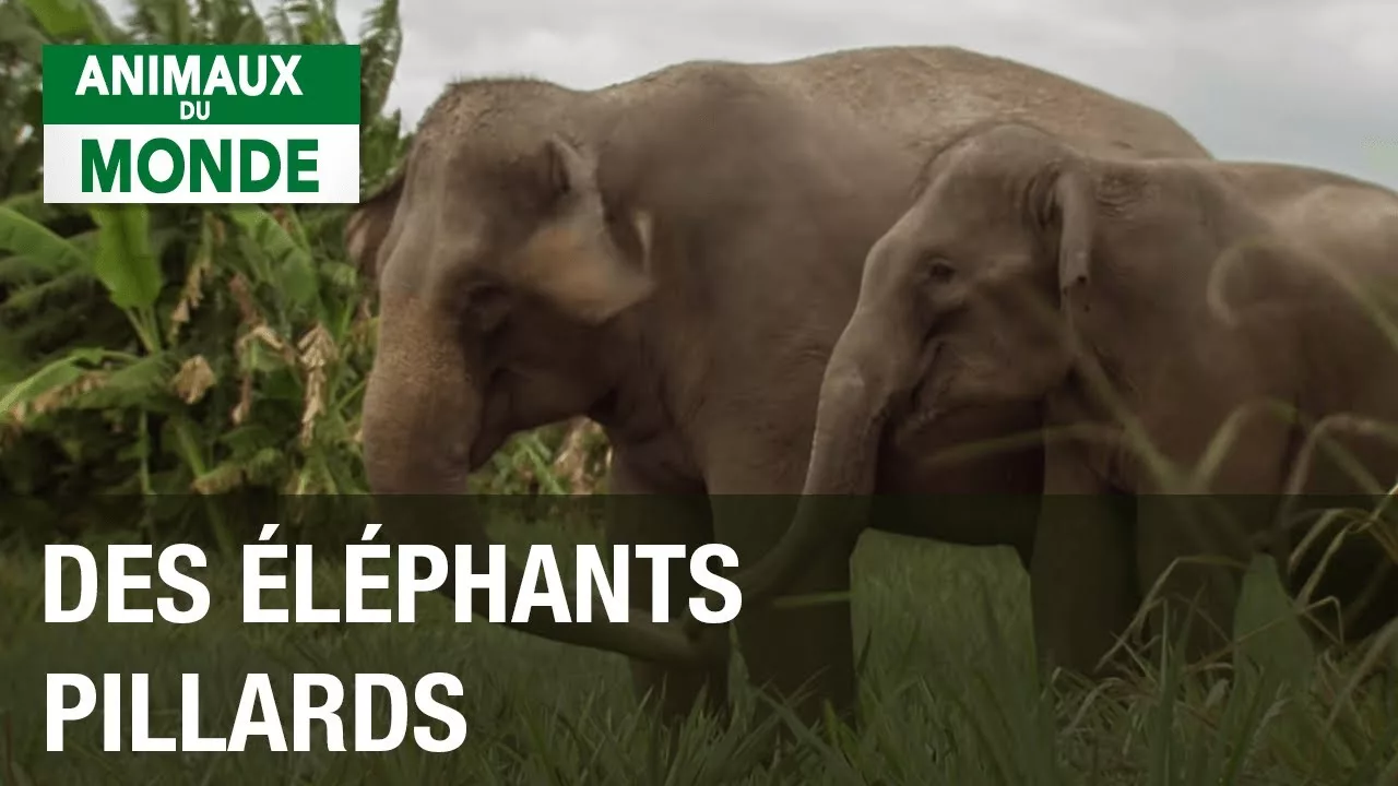 Documentaire Les éléphants d’Asie du Sud-Est, le défi de la consanguinité