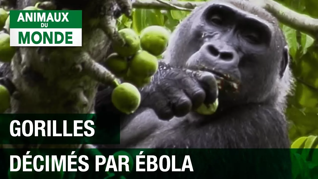 Documentaire Les gorilles et le virus ébola – Le silence des gorilles