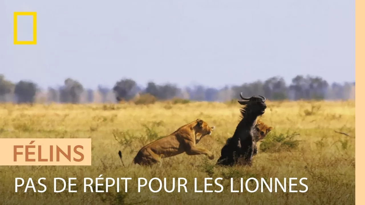 Documentaire Les lionnes en gestation doivent continuer de chasser pour leur survie
