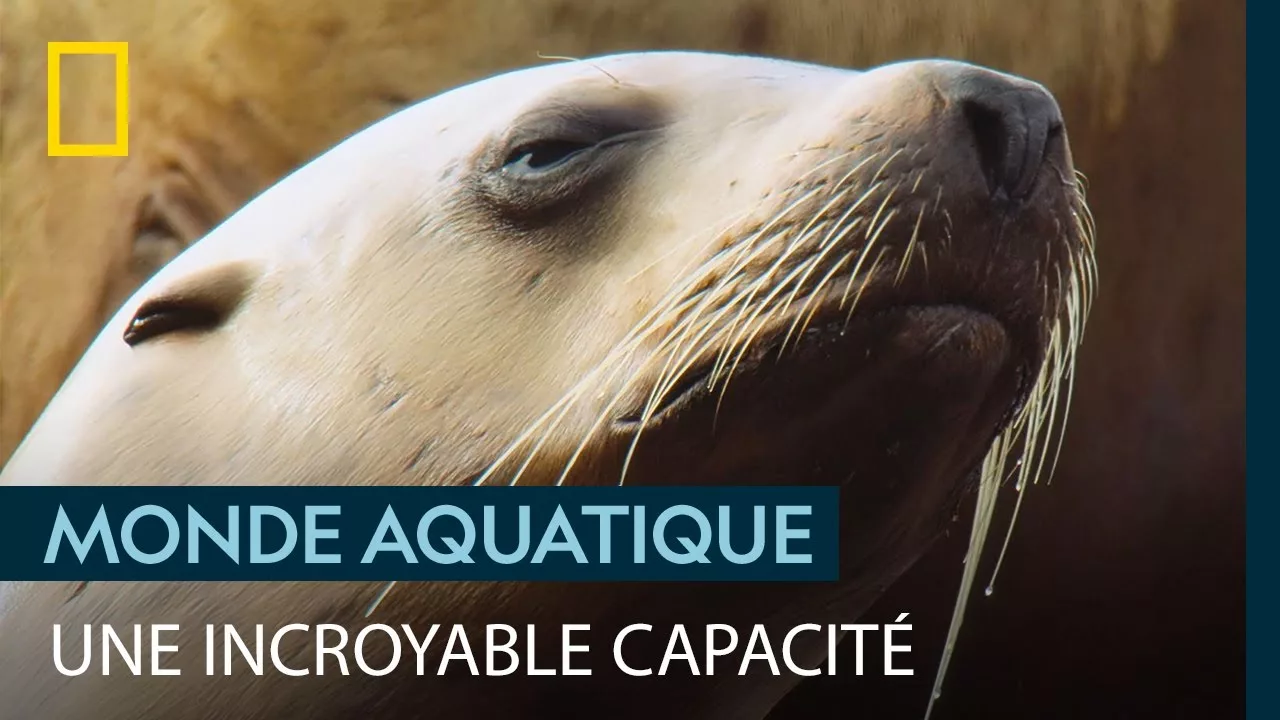 Documentaire Les lions de mer sont capables de retarder la naissance de leurs petits